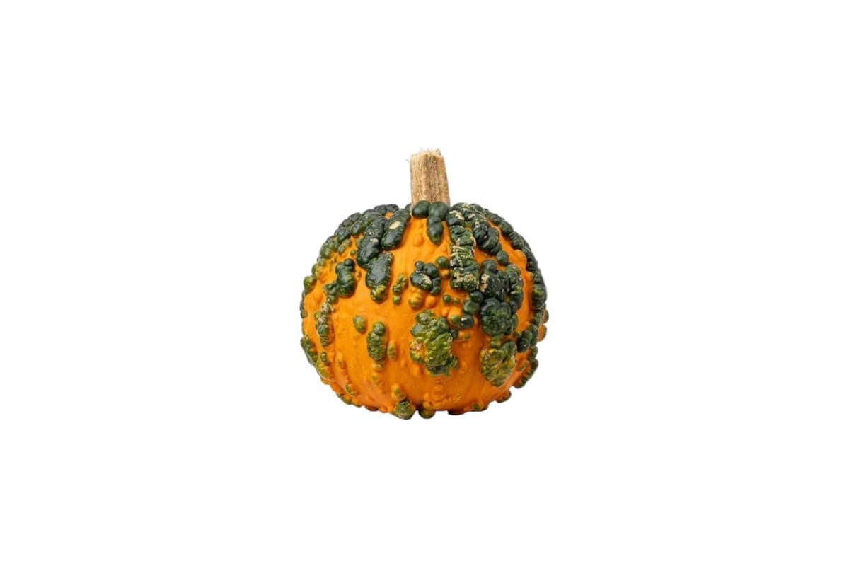Warty Goblin Pumpkin - Small