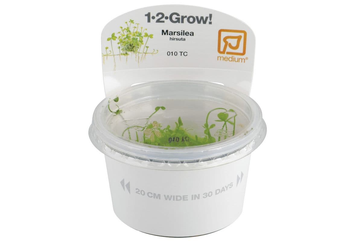 Tropica 1-2-Grow Live Plant - Marsilea Hirsuta