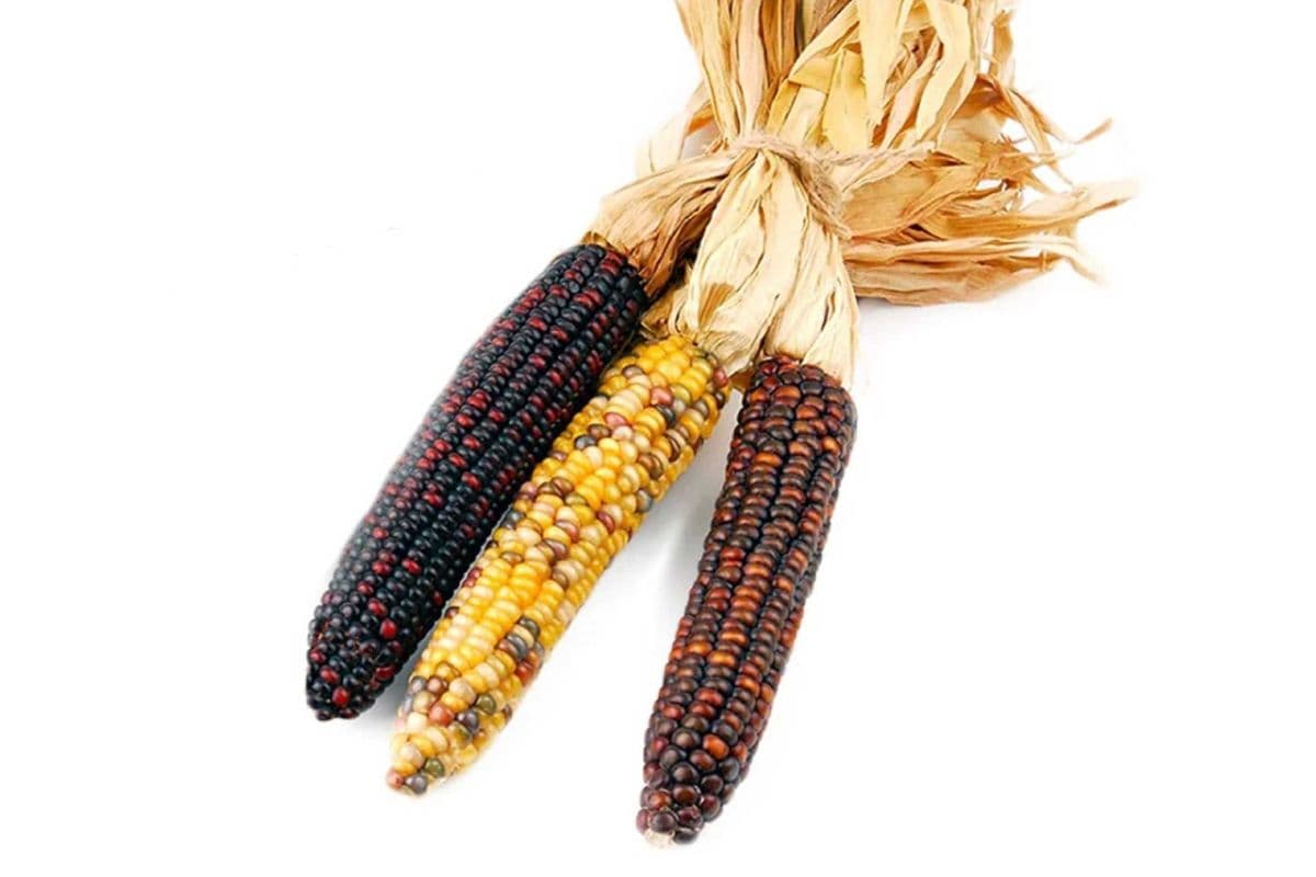 Ornamental Corn - 3 Units