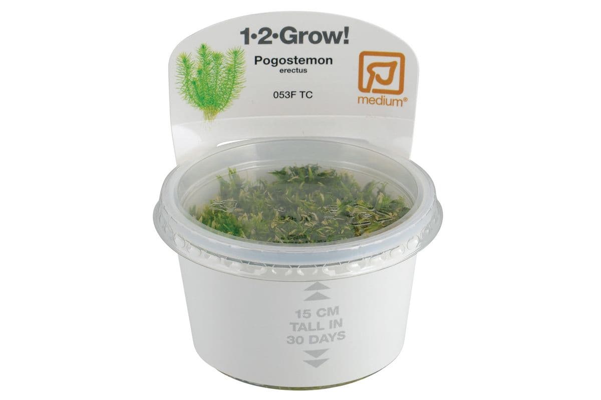 Tropica 1-2-Grow Live Plant - Pogostemon Erectus