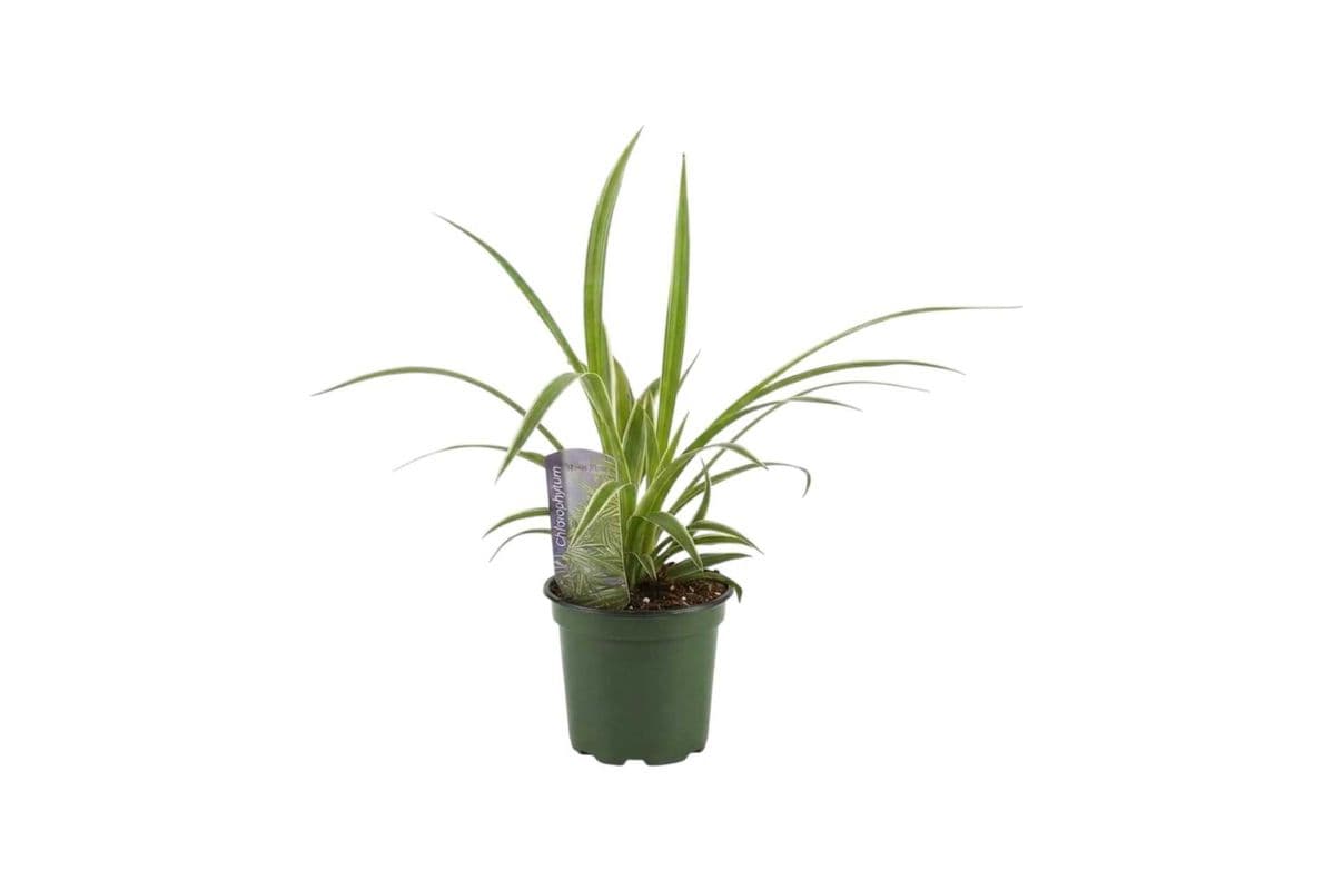 Spider Plant - 3.5 Inch Pot