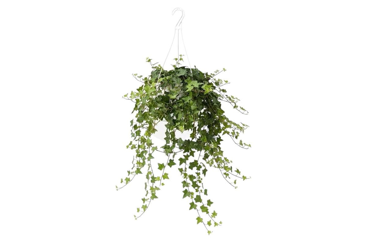 English Ivy Hanging Basket - 8 Inch Pot