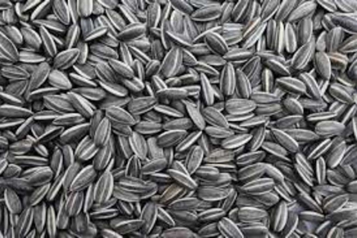 Striped Sunflower Seeds (5 lbs)