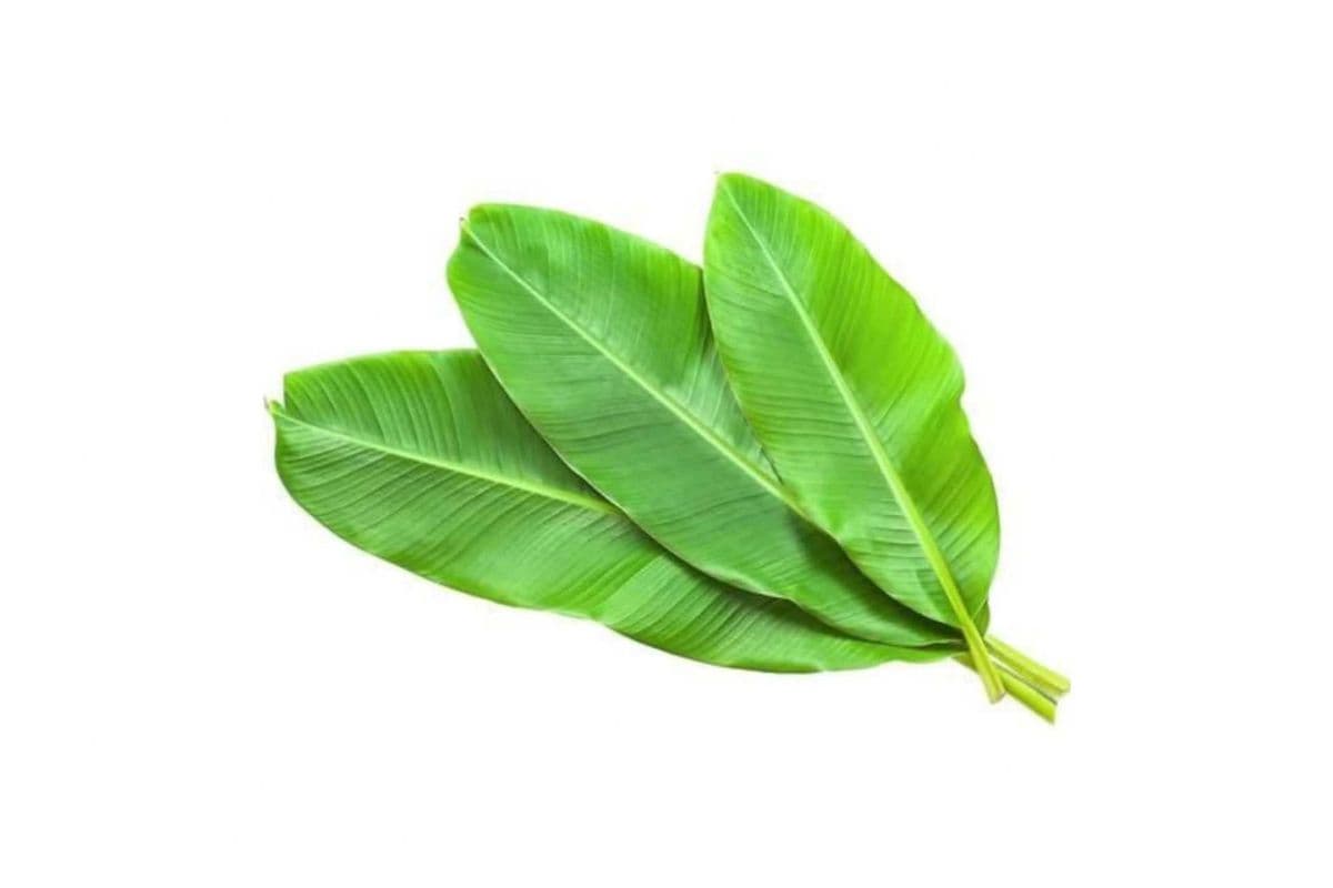 Fresh Cut Banana Leaves