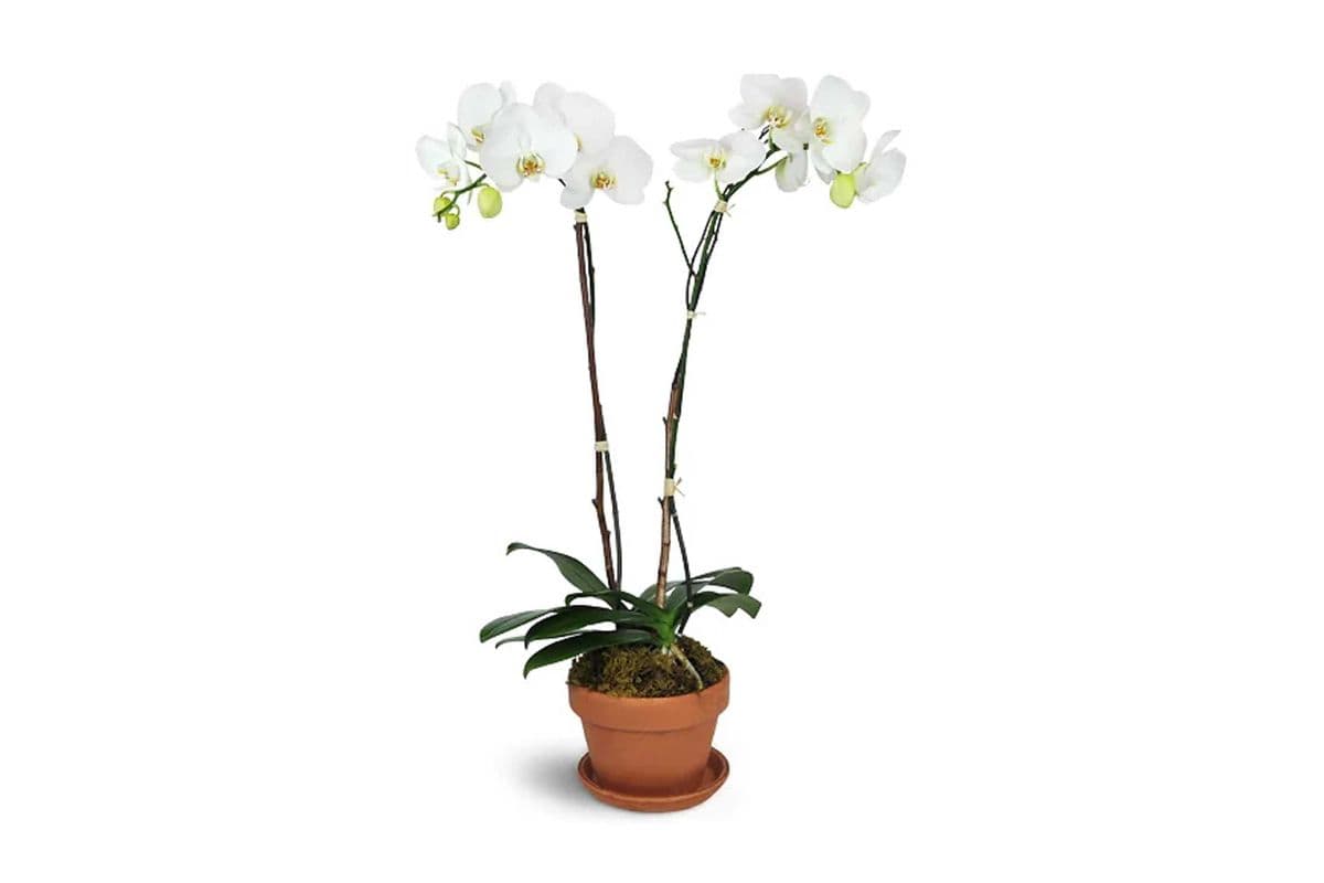 Magnificent Orchids