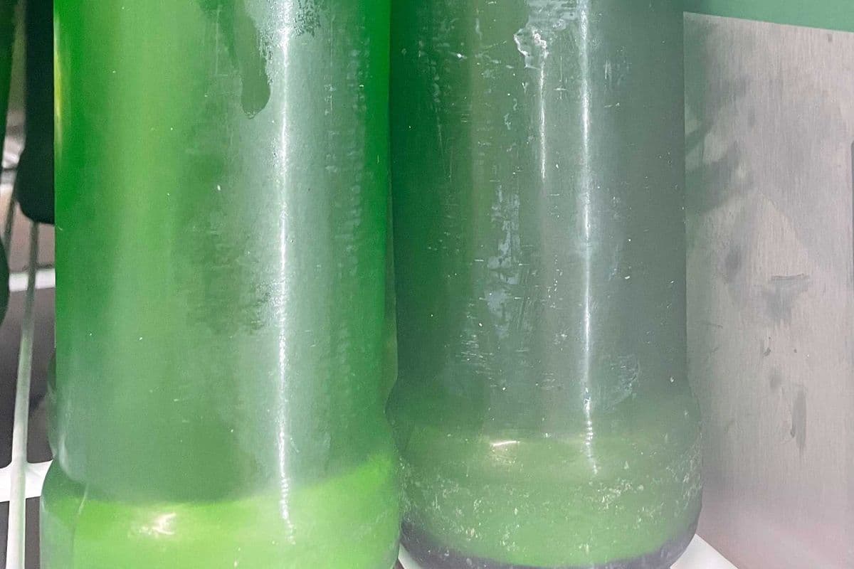 Palm Wine
