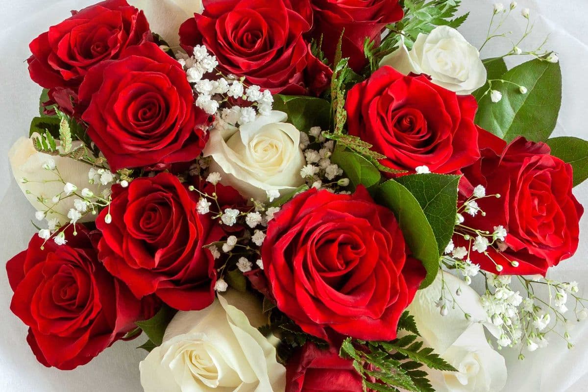 16 red and white roses