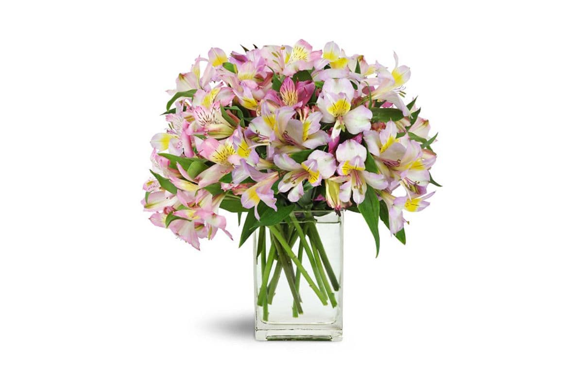 Lively Lilies