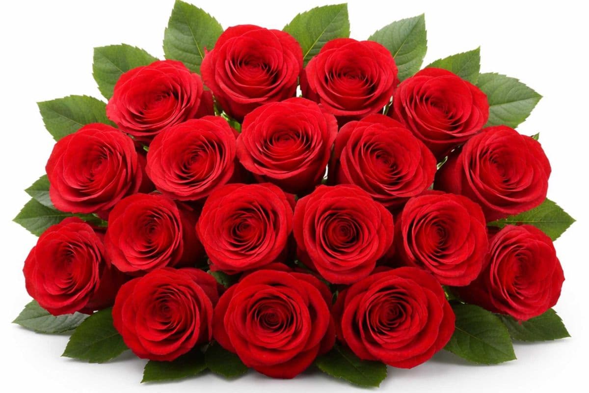 18 Rose Stem