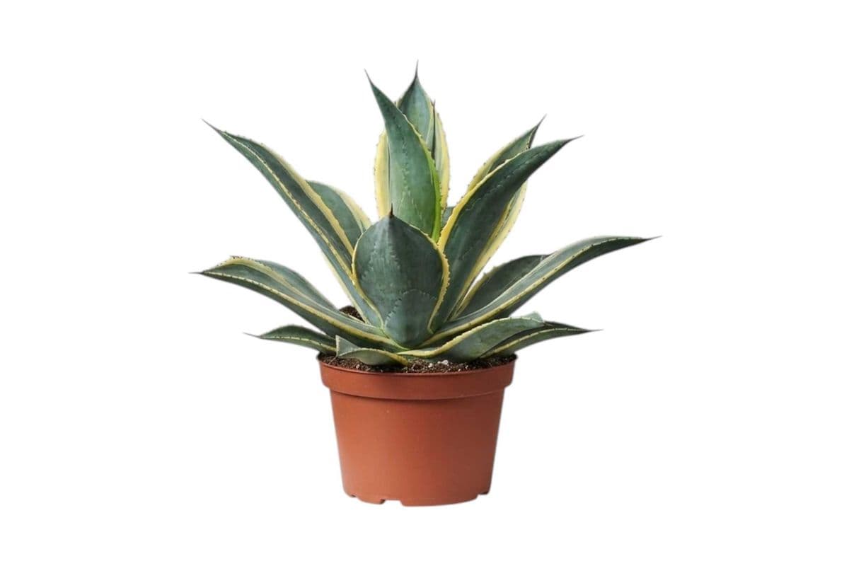 Variegated Century Plant: Agave americana 'Variegata' - 8 Inch Pot