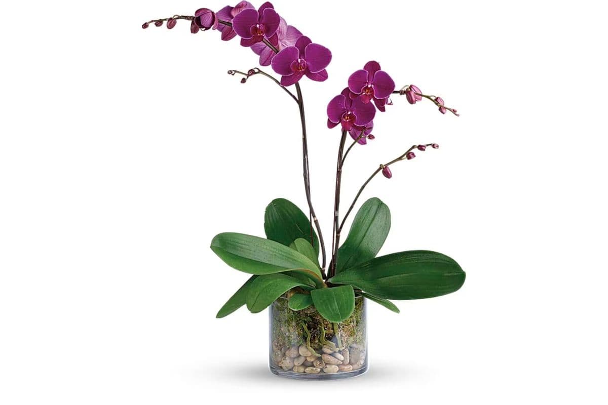 Glorious Gratitude Orchid