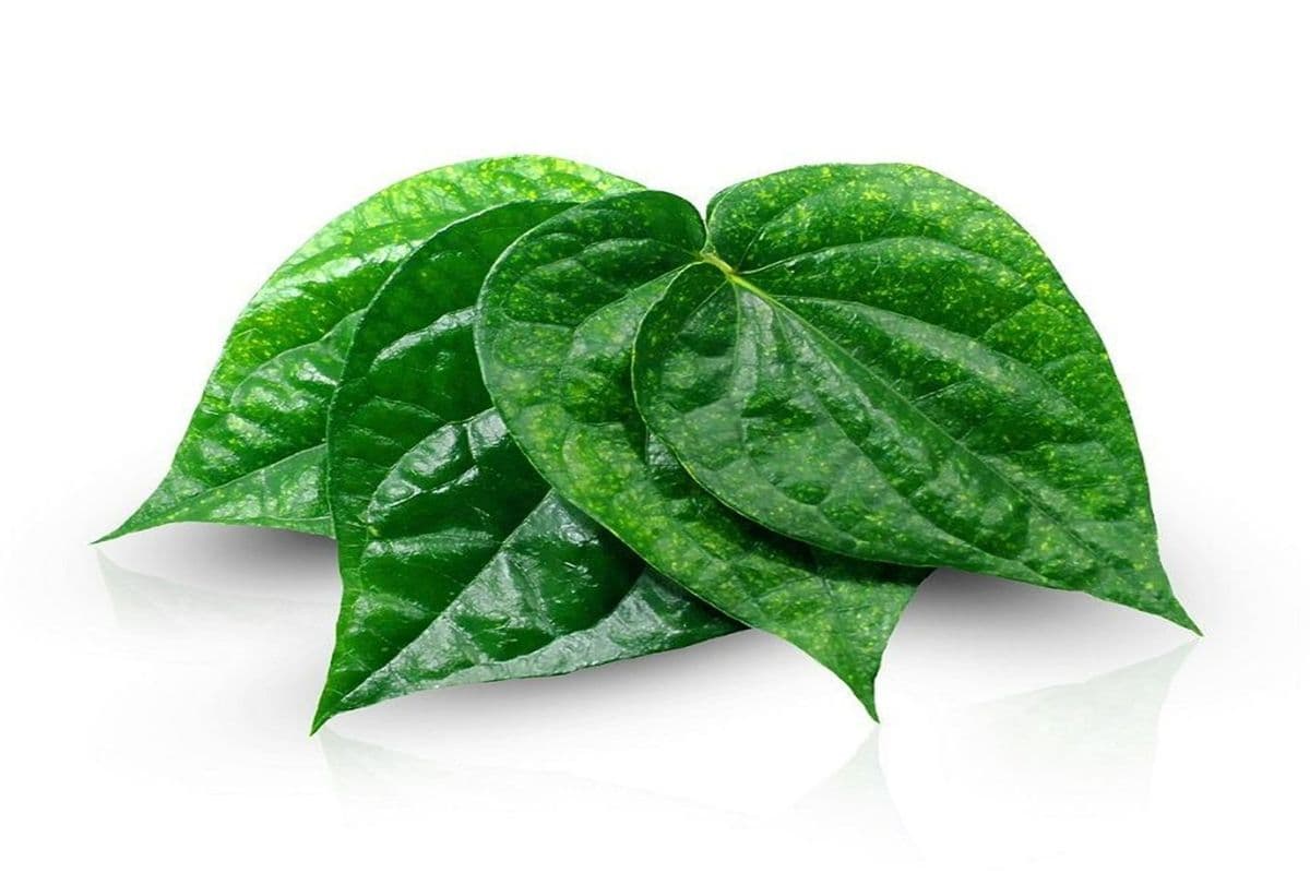 Paan (Betel) Leaves (200g)