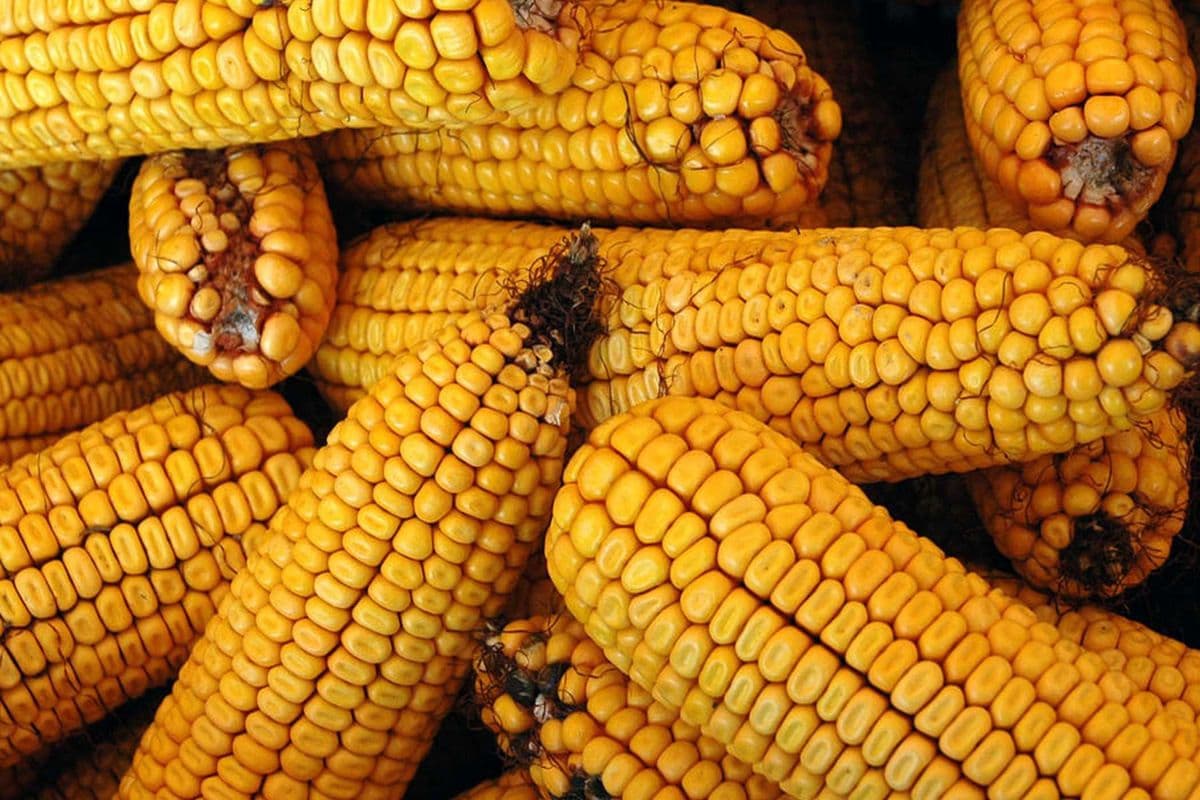 Dried Corn Cob (8 oz)