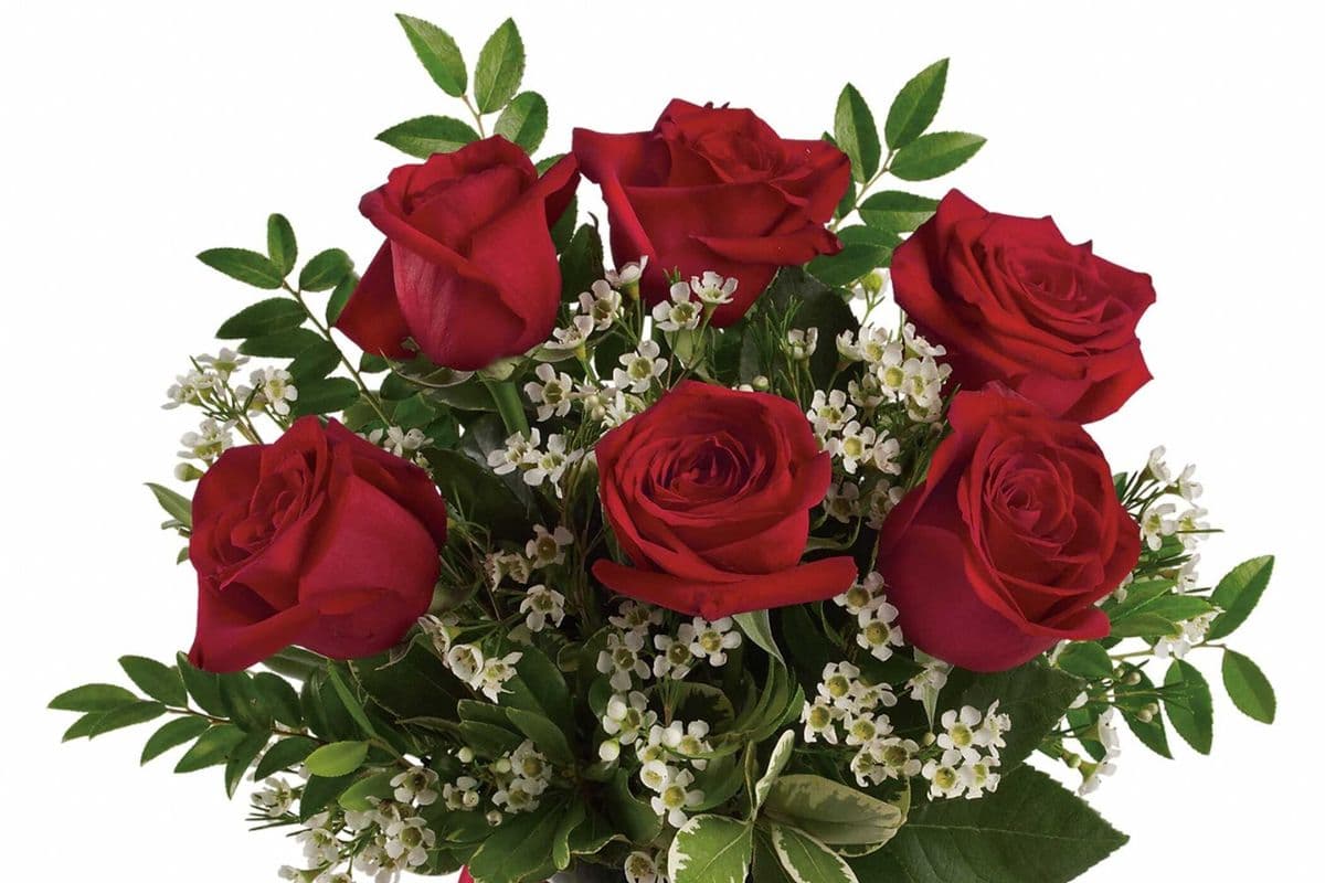 Six Red Roses Wrapped