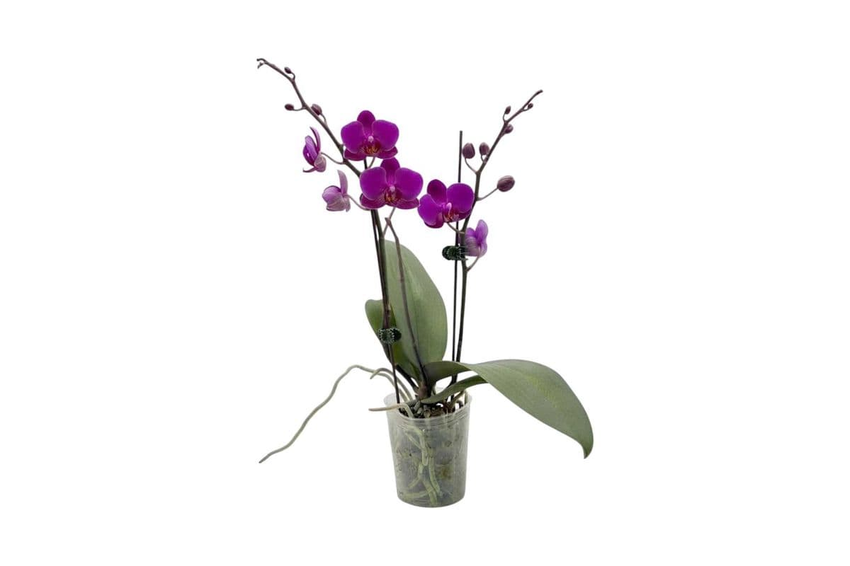 Purple Double Stem Mini Orchid - 3.5 Inch Pot
