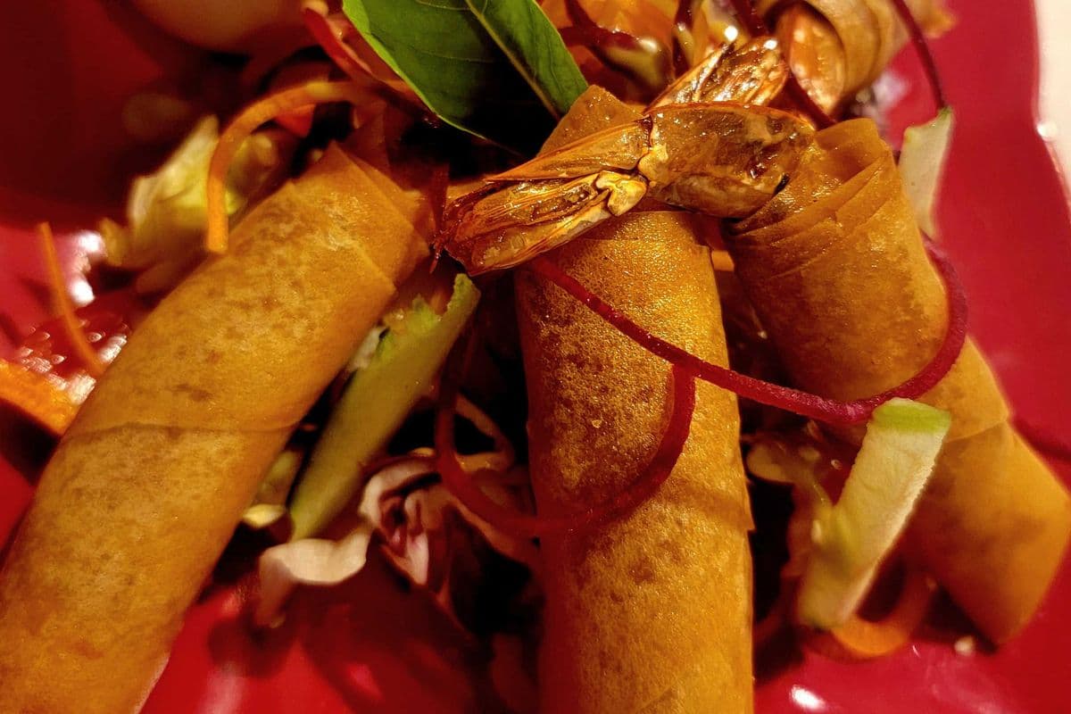 Firecracker Shrimp