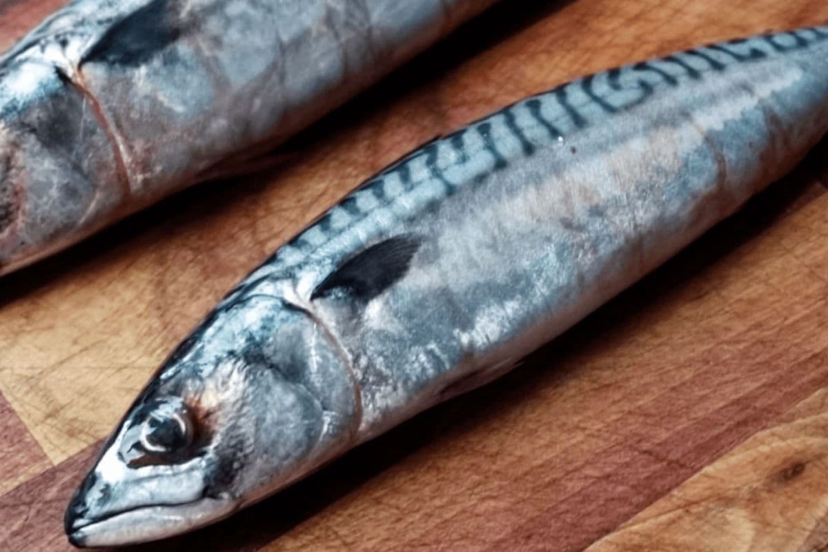 MACKEREL FISH