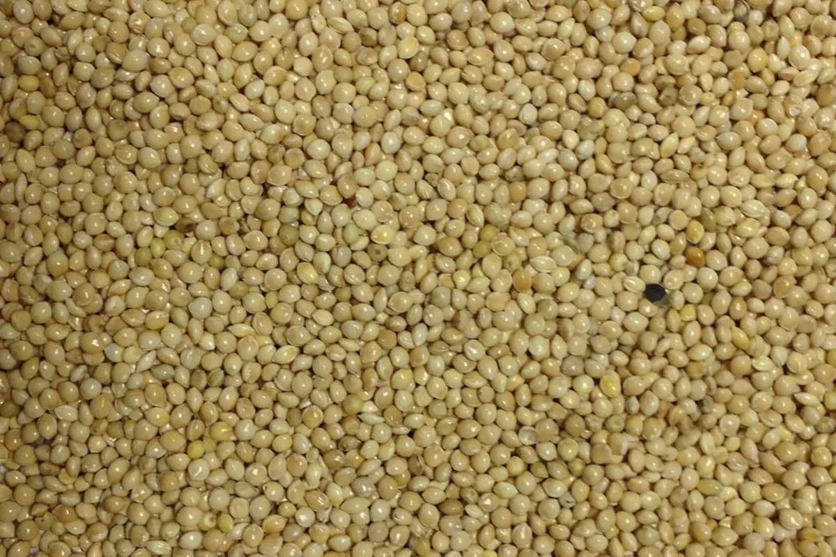 White Millet (5 lb)