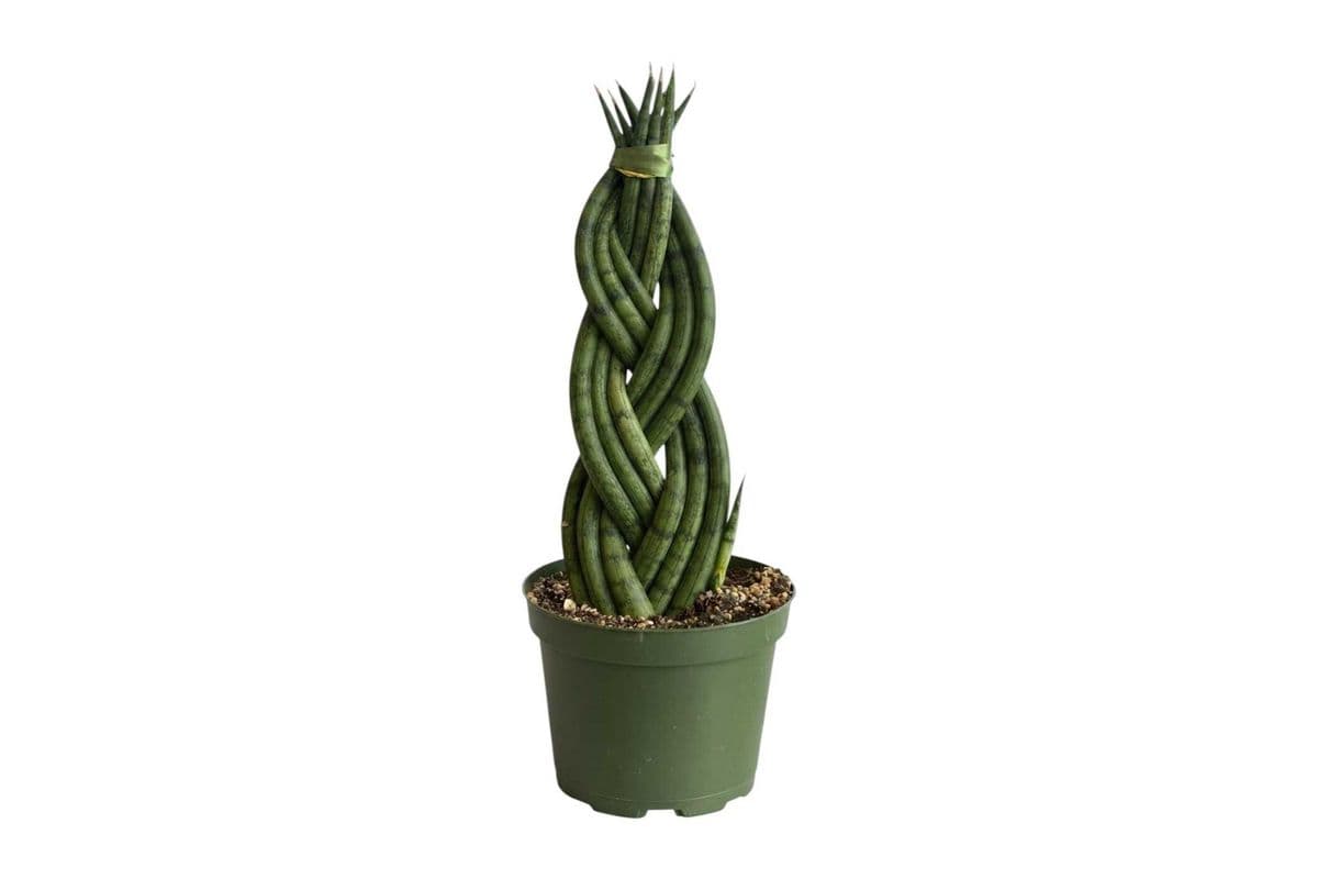 Braided 'Cylindrica' Snake Plant - 6 Inch Pot