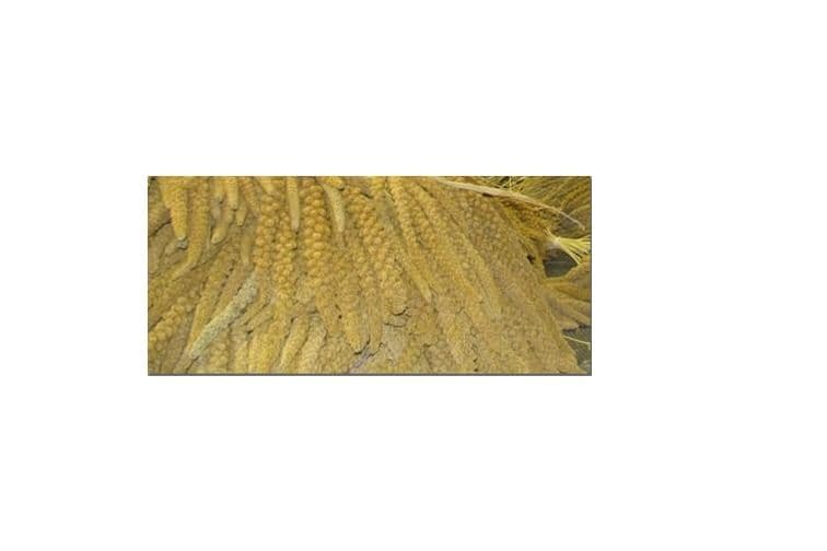 Spray Millet (400 gr)