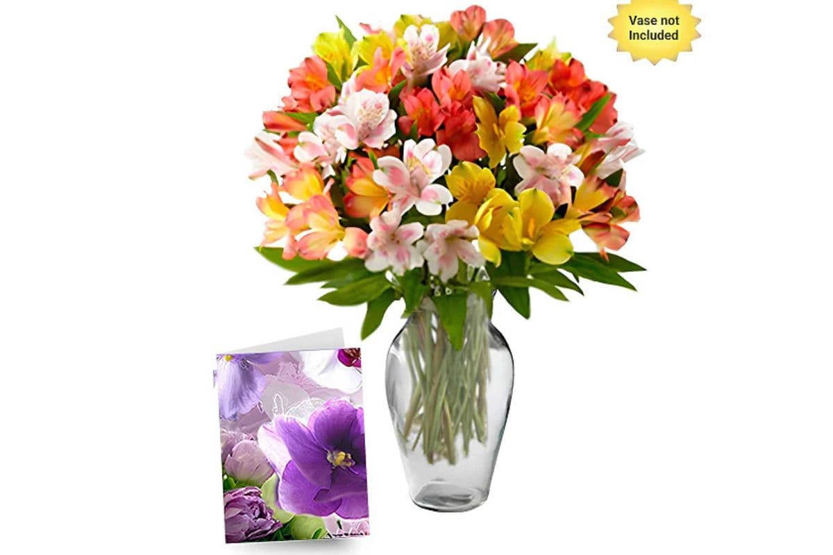 50 Blooms of Alstroemeria