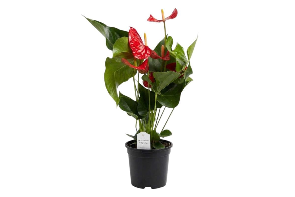 Red Anthurium - 6 Inch Pot