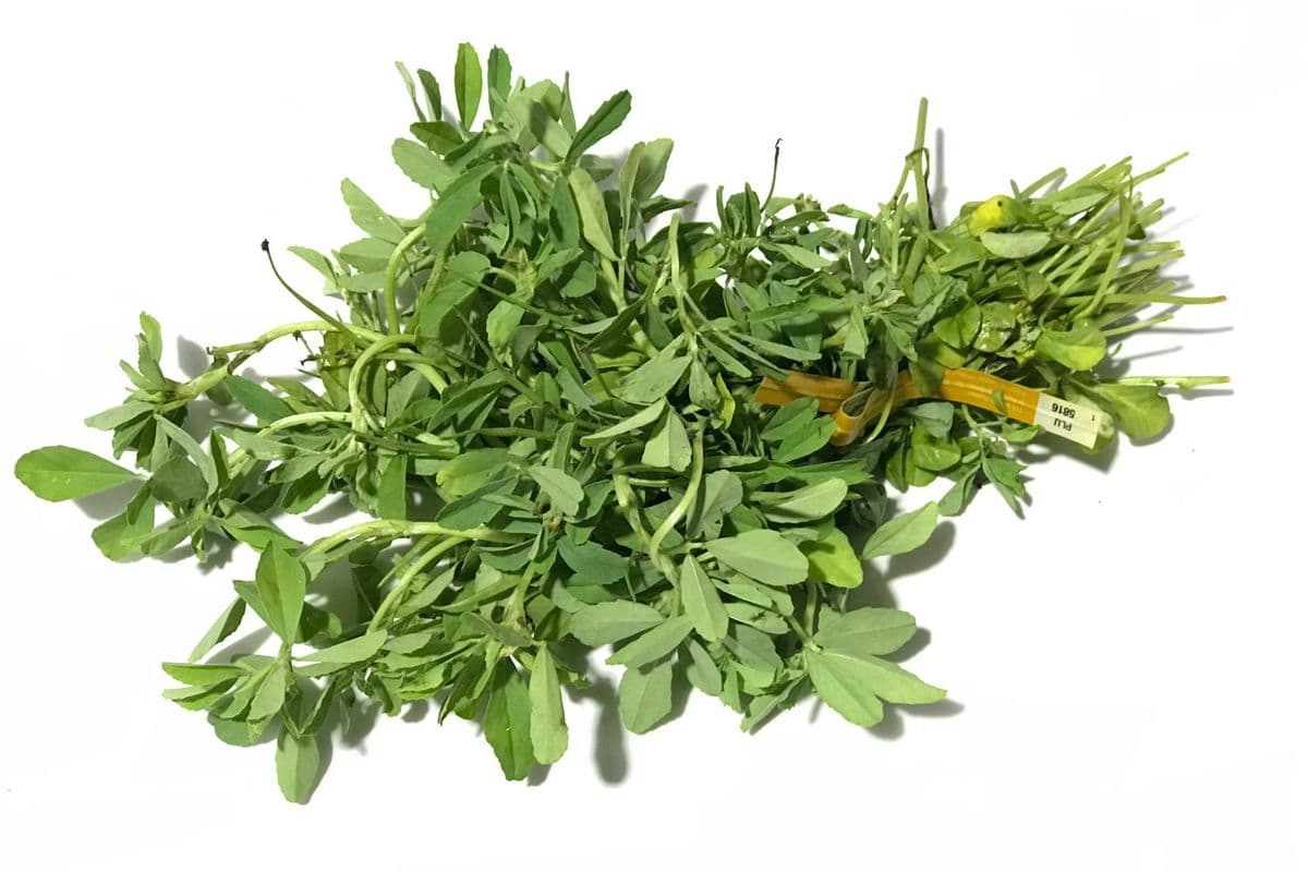 Methi (Bunch)