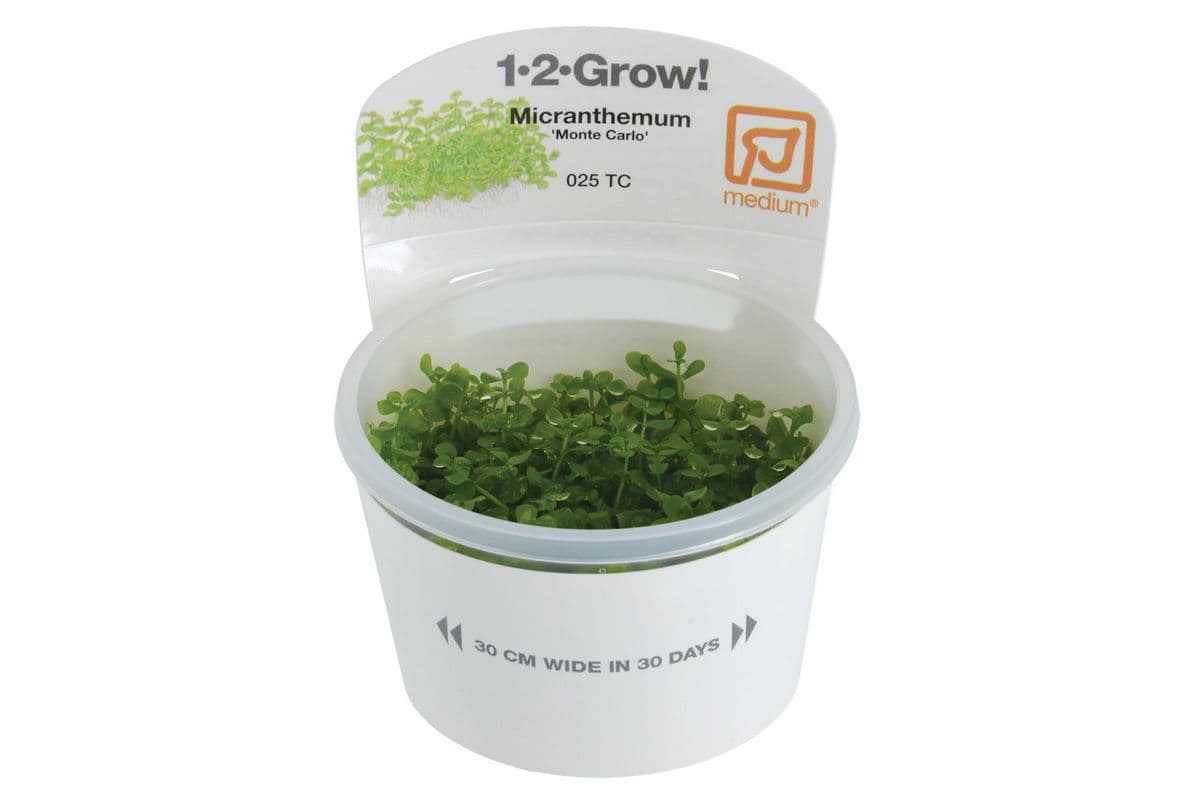 Tropica 1-2-Grow Live Plant - Micranthemum - Monte Carlo