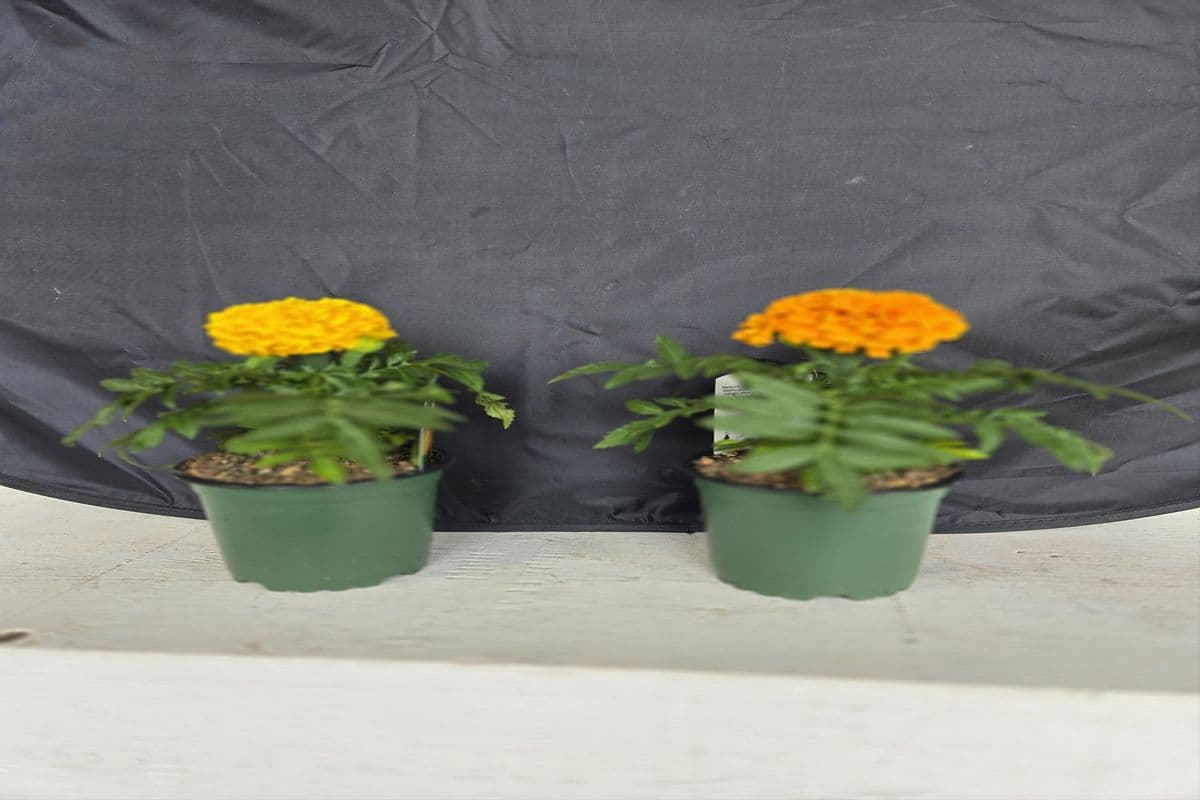 Four Inch Marigold