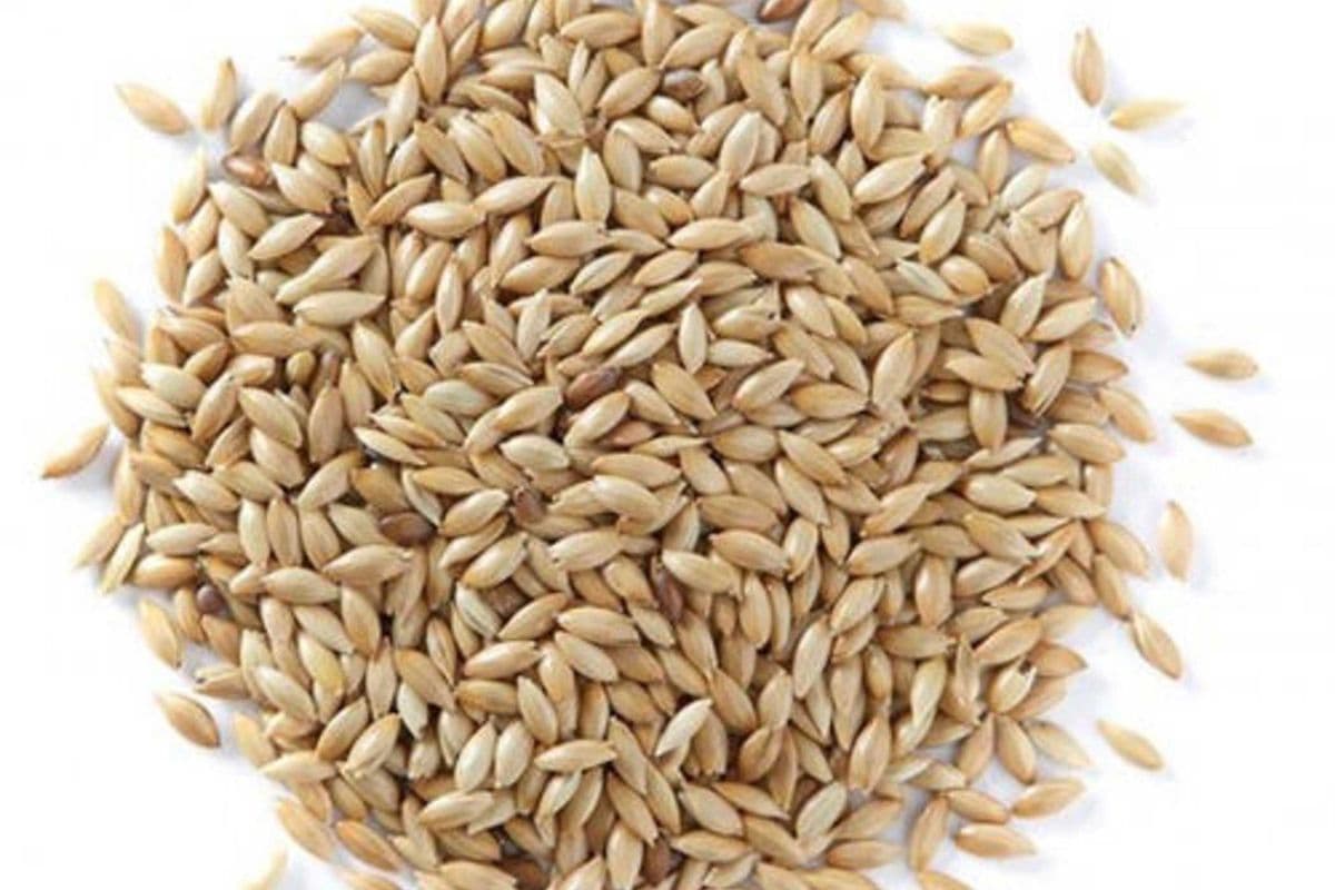 Canary Grass Seed (5 lb)