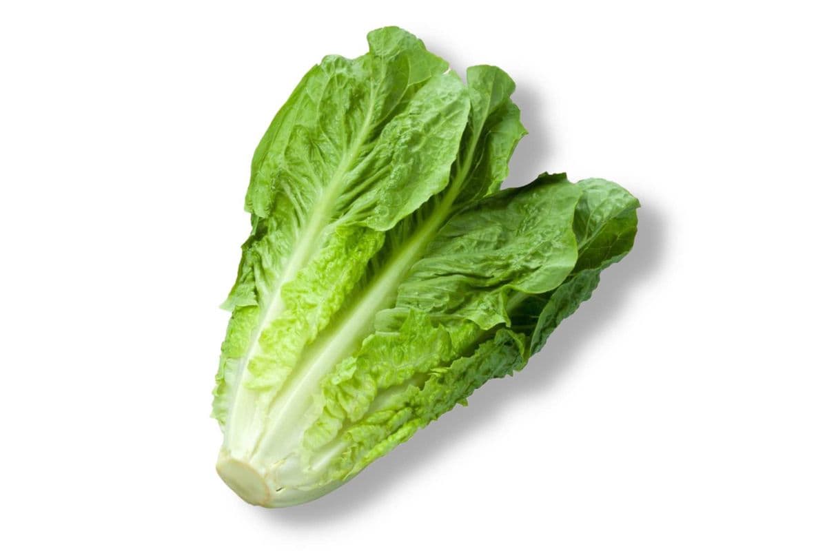 Romaine Lettuce