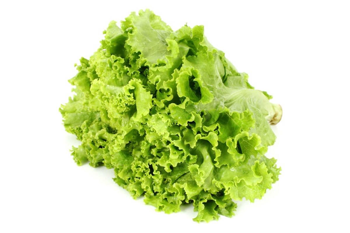 Laitue frisée