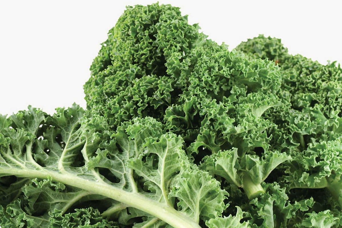 Choux kale (1) / Kale (1)