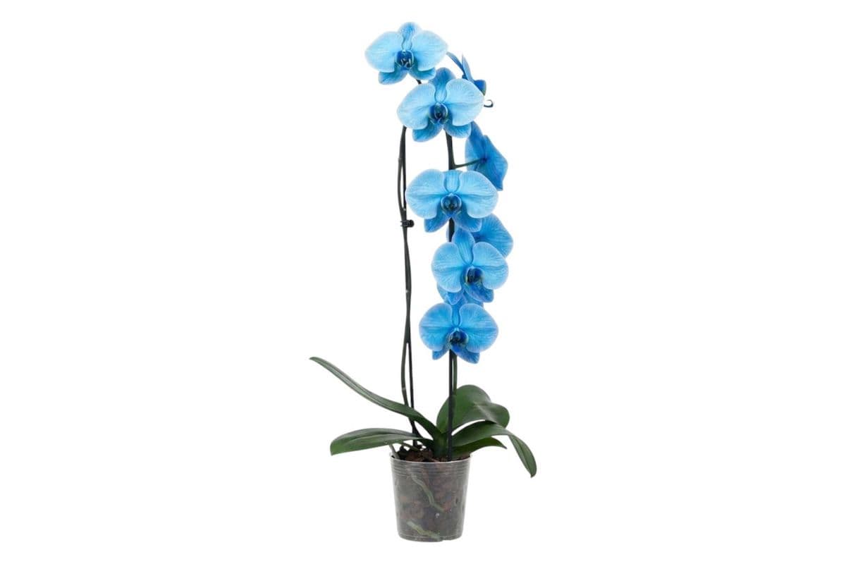 Blue Infused Cascading Orchid - 5 Inch Pot