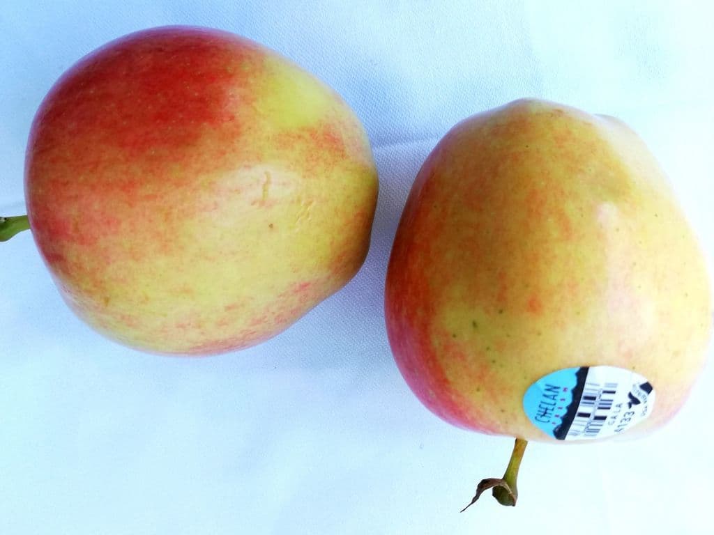 BC Apple Gala - (4 pcs)