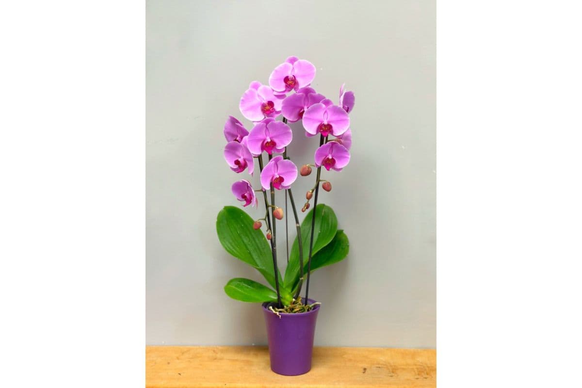 Two Stems Orchid Plant in Pot