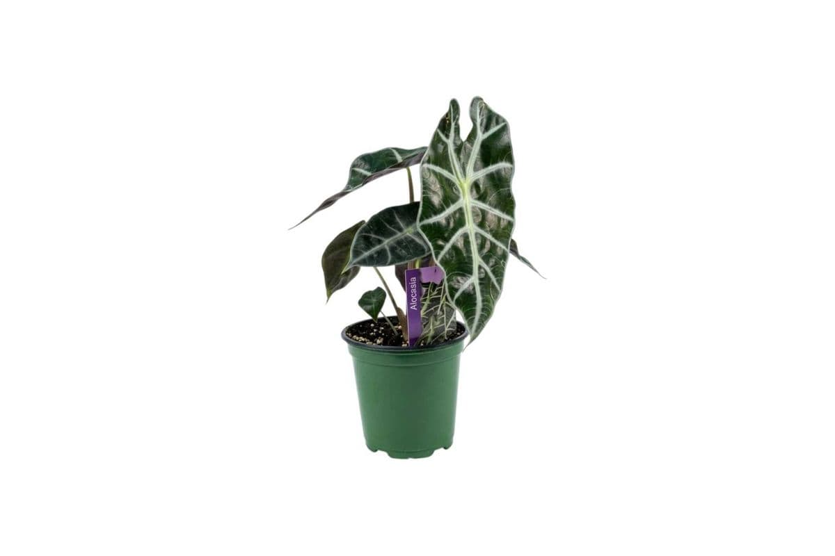 Alocasia Polly - 3.5 Inch Pot