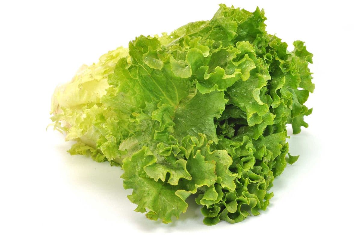 Lettuce Green Leaf (each)