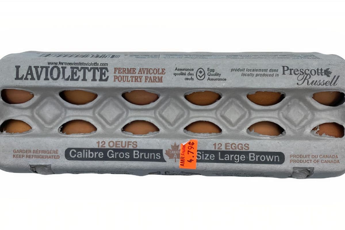 Laviolette oeufs bruns gros (12 pcs)