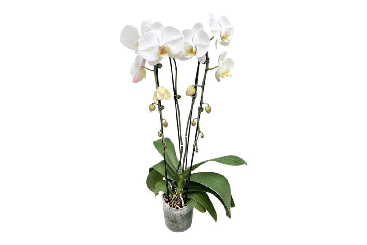 White Double Stem Cascading Orchid - 5 Inch Pot