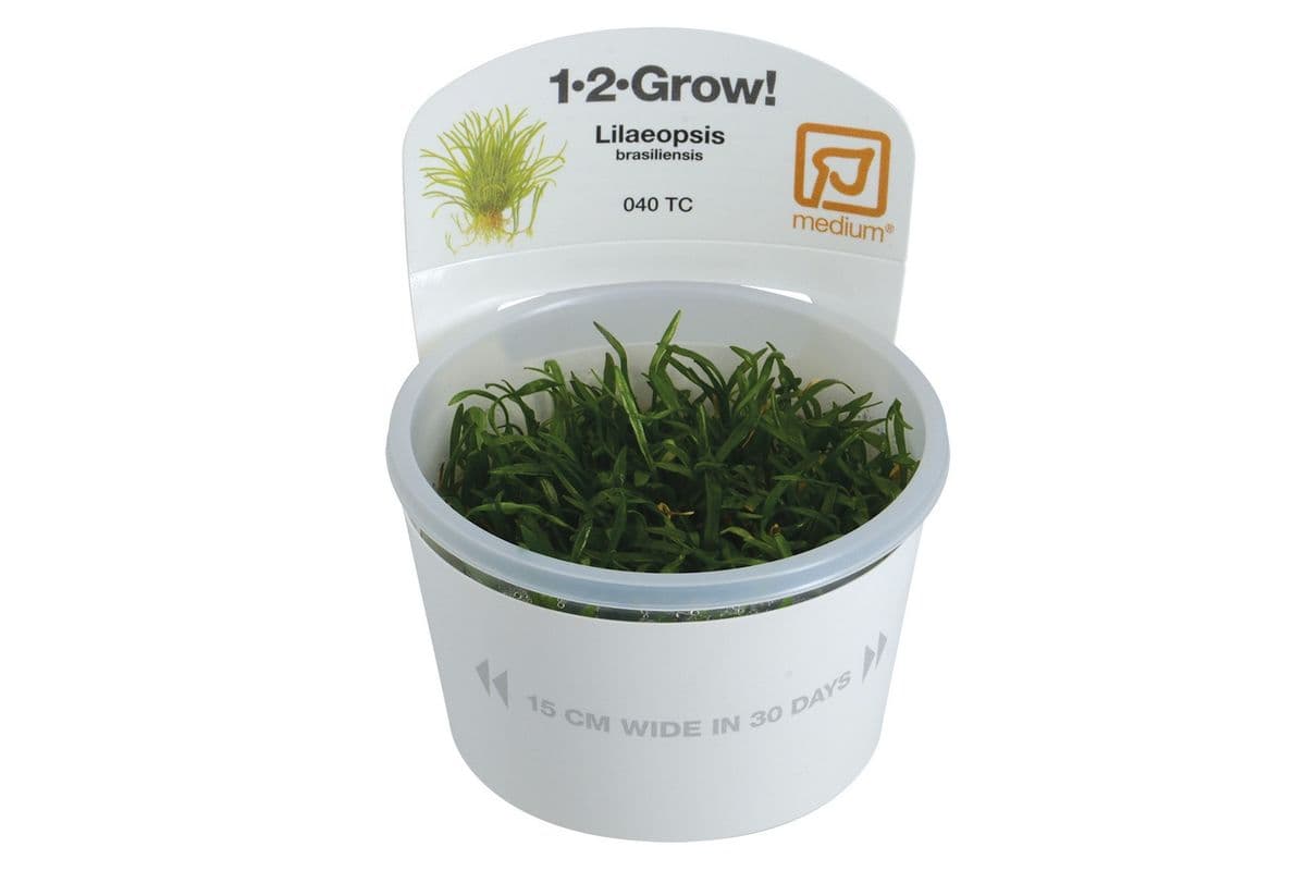Tropica 1-2-Grow Live Plant - Lilaeopsis Brasiliensis