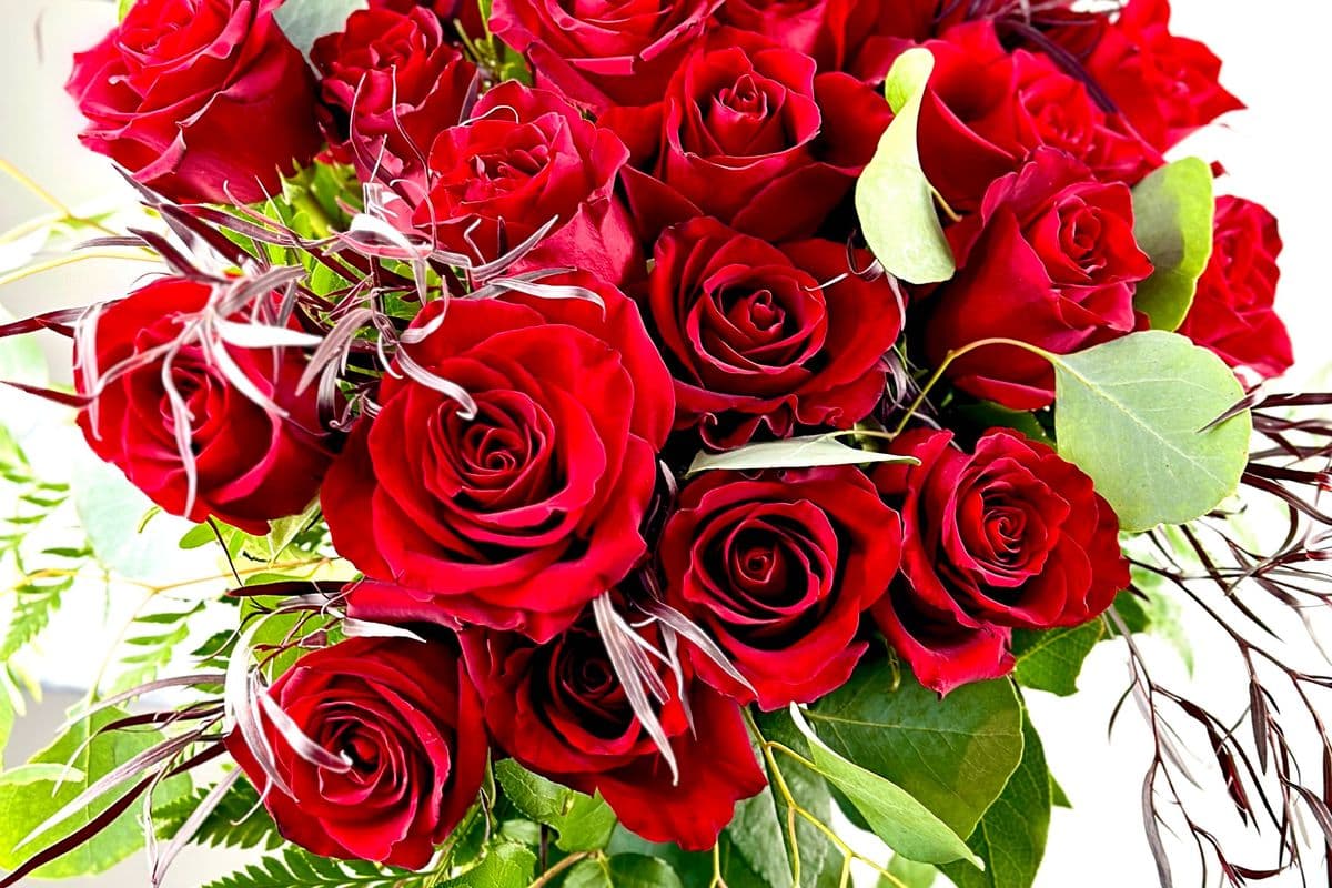 Two Dozen Red Premium Long Stem Roses