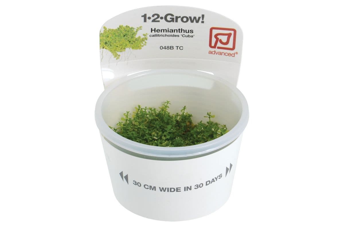 Tropica 1-2-Grow Live Plant - Hemianthus Callitrichoides - Cuba