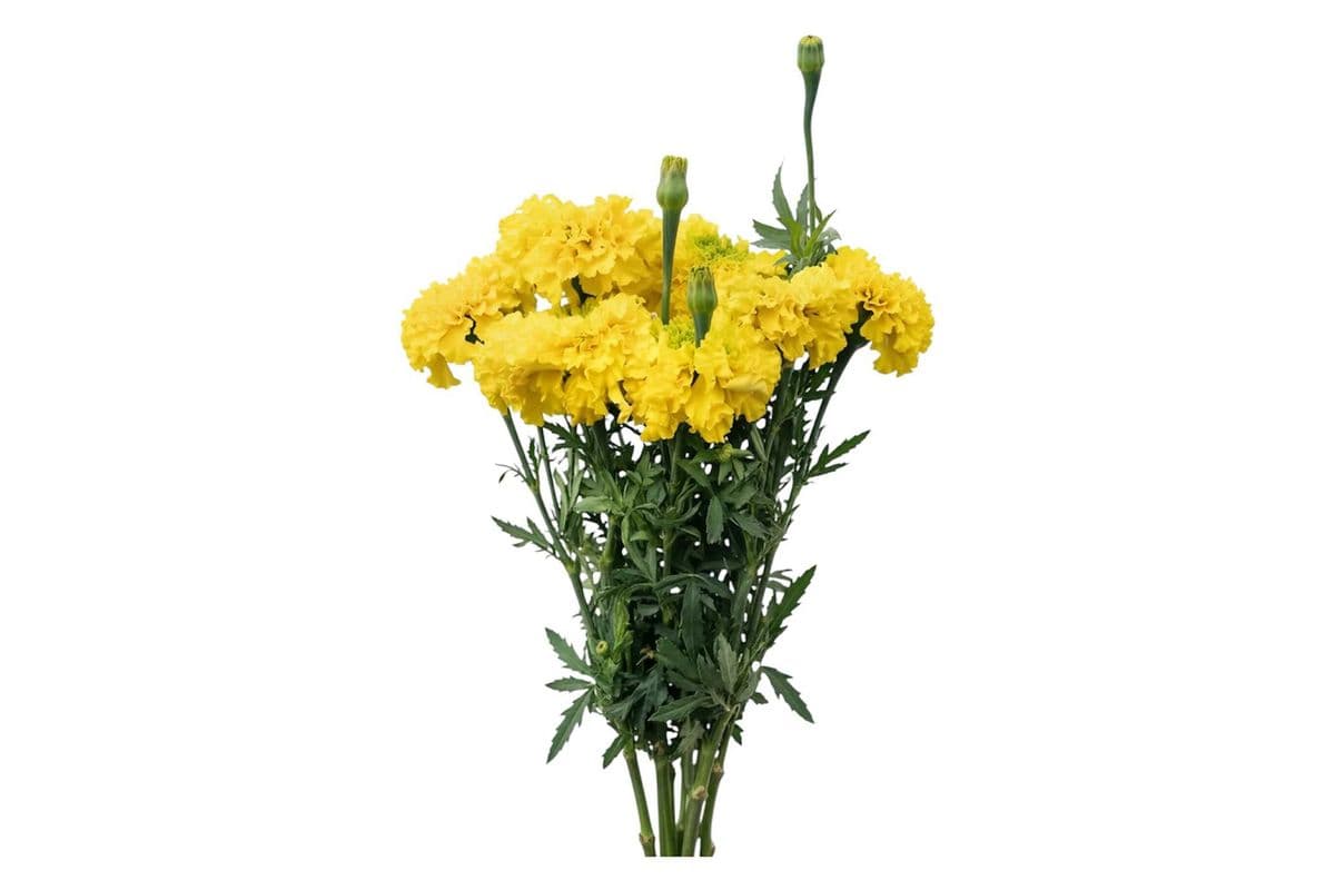 Yellow Marigold - 5 Stems