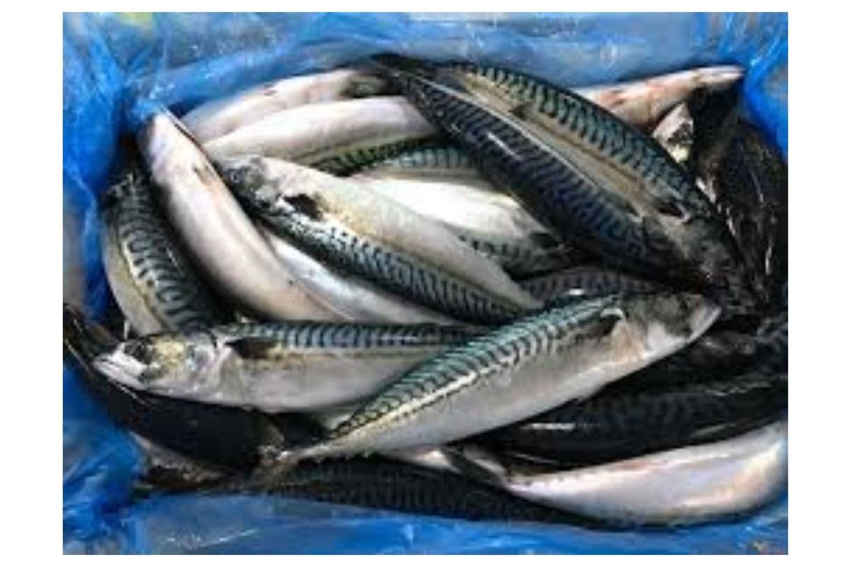 Mackerel Fish 2pcs