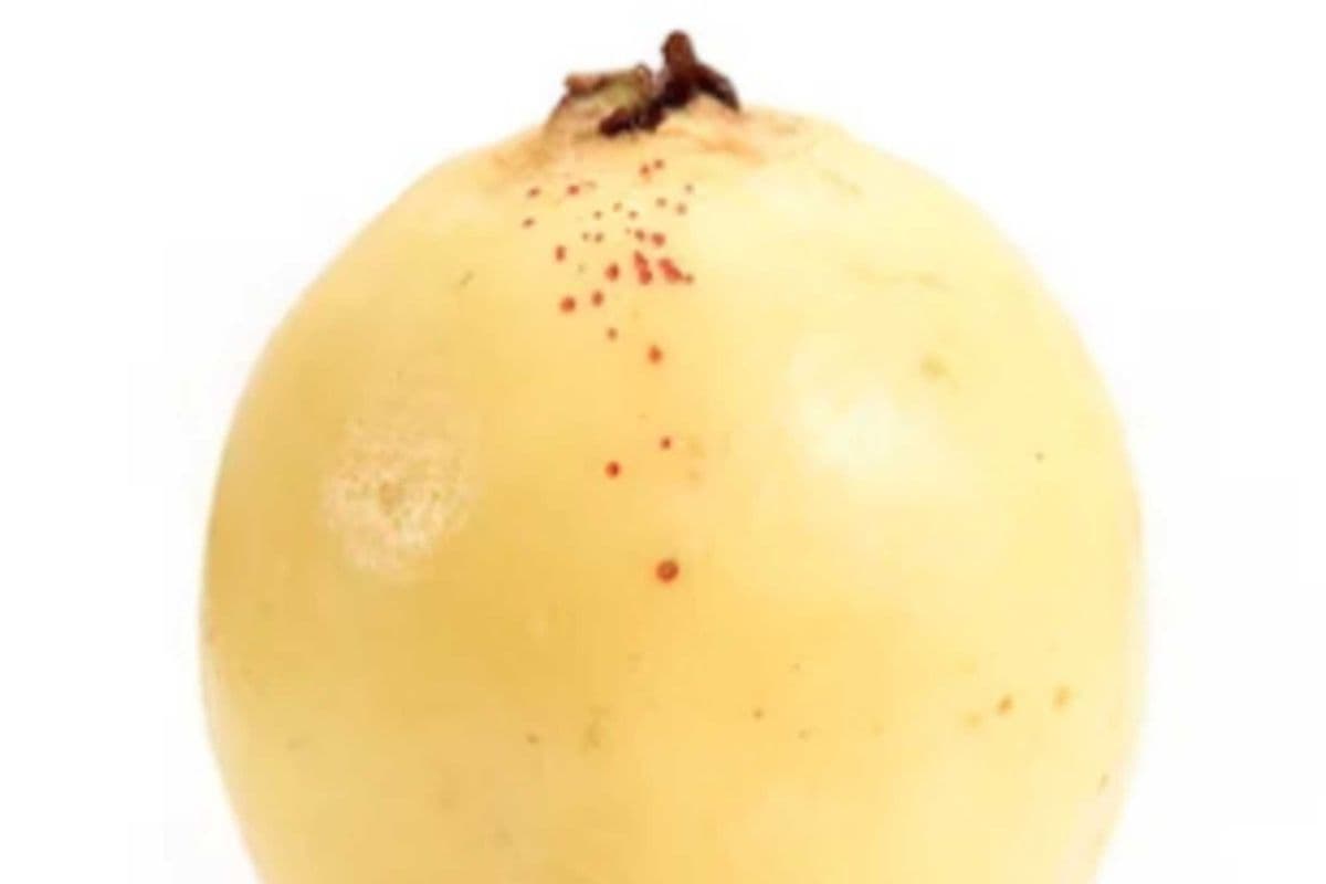 Grenadia Jaune ou fruit de la passion