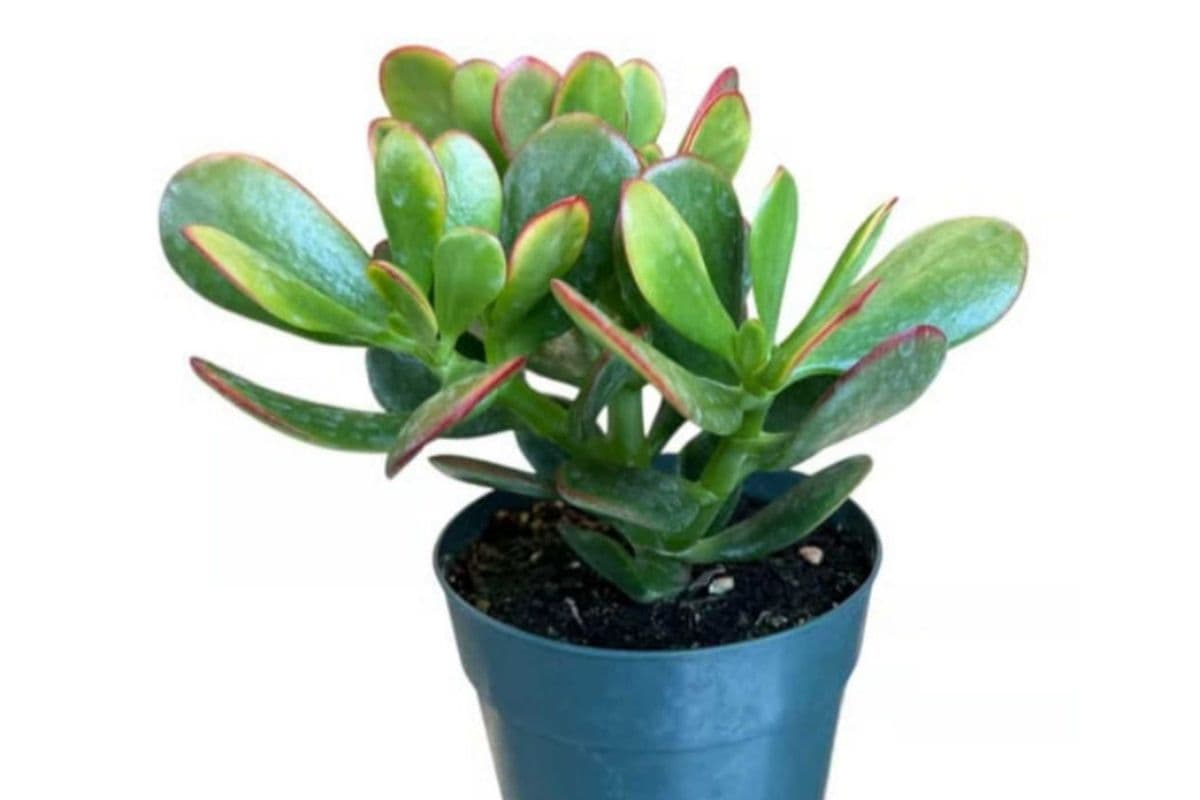 Jade Plant - 5 Inch Pot