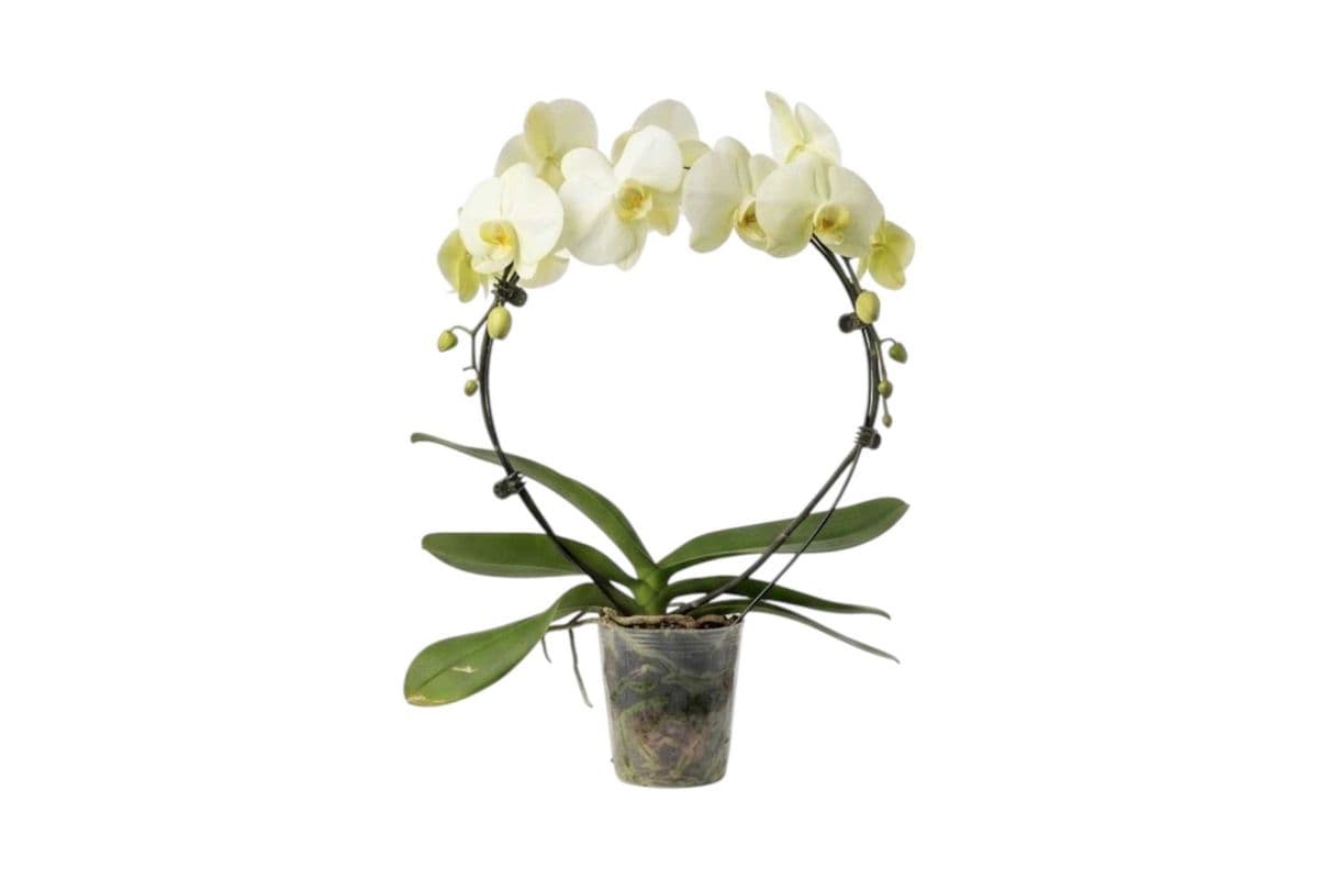 Green Hoop Orchid - 5 Inch Pot