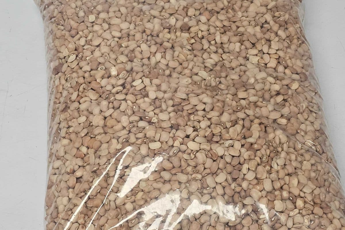 Honey Beans (10 lbs)