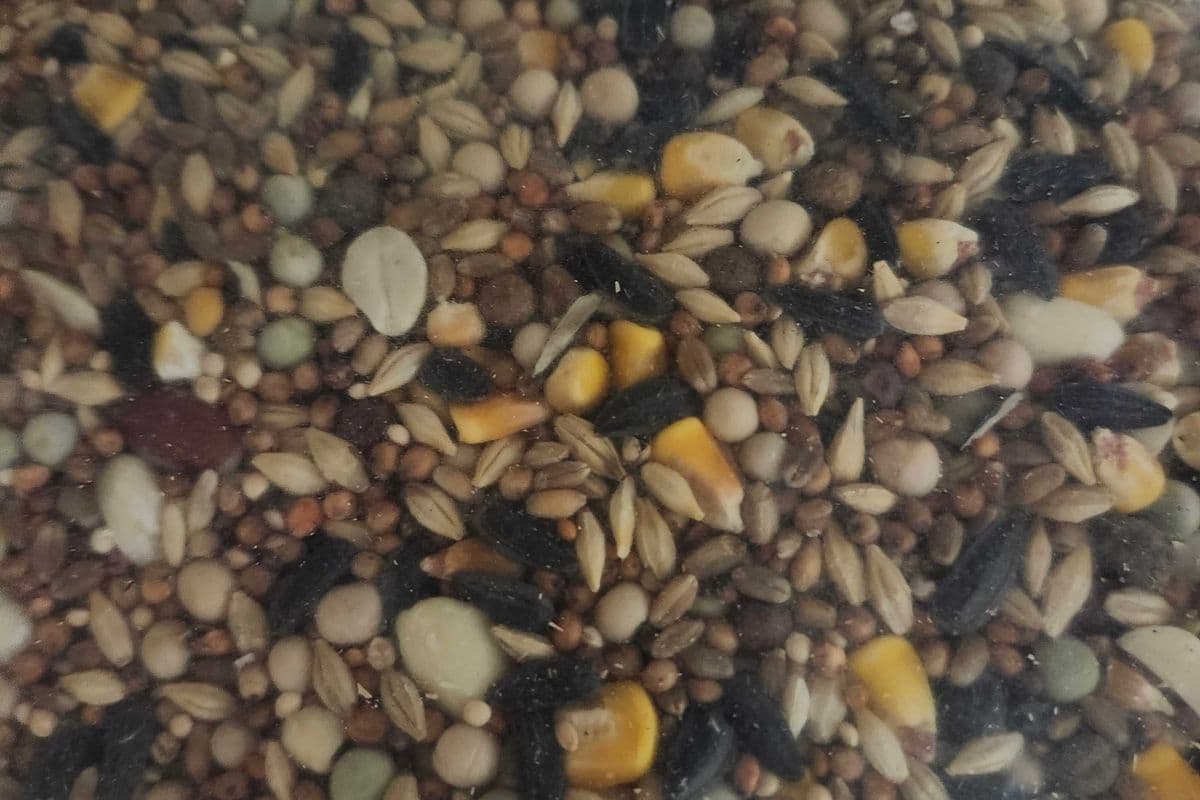 Pigeon Feed (20 lb)